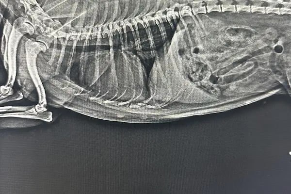 Palmiye Veteriner Kliniği - Resim 17