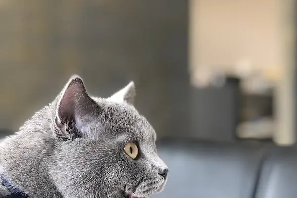 Palmiye Veteriner Kliniği - Resim 4