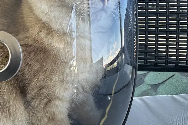 Palmiye Veteriner Kliniği - Resim 5