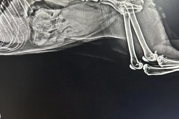 Palmiye Veteriner Kliniği - Resim 15
