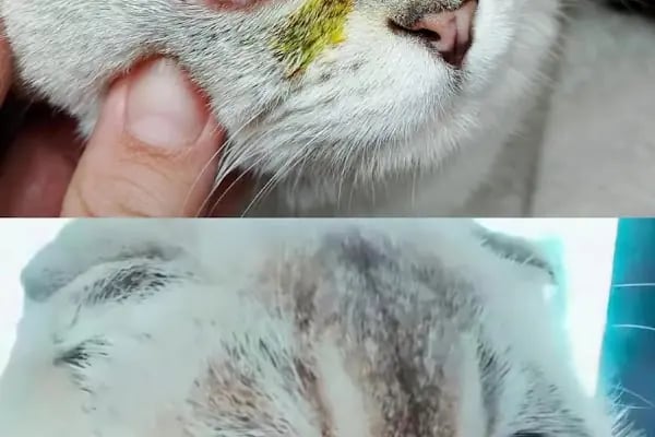 Palmiye Veteriner Kliniği - Resim 14