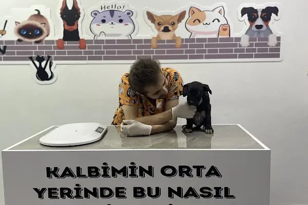 VETFLİX VETERİNER KLİNİĞİ - Resim 12