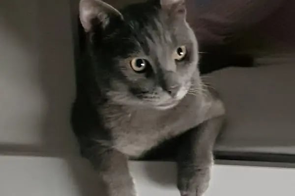 Carnivet Veteriner Kliniği - Resim 19