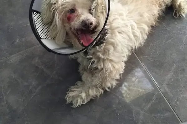 Carnivet Veteriner Kliniği - Resim 17