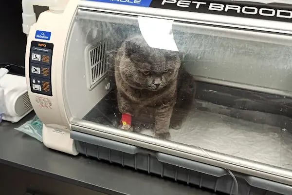Carnivet Veteriner Kliniği - Resim 13