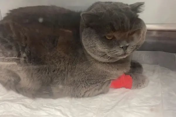 Carnivet Veteriner Kliniği - Resim 15