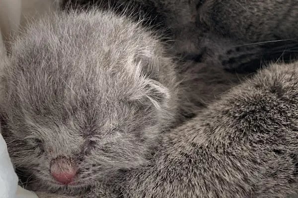 Carnivet Veteriner Kliniği - Resim 18