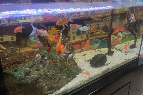 Van Amazon Petshop, Van Petshop - Resim 7