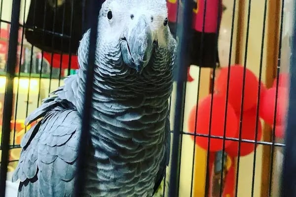 Van Amazon Petshop, Van Petshop - Resim 11