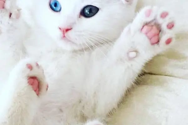 Van Amazon Petshop, Van Petshop - Resim 3