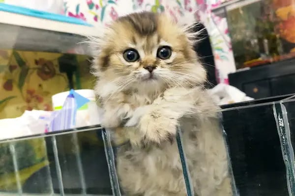 Van Amazon Petshop, Van Petshop - Resim 5