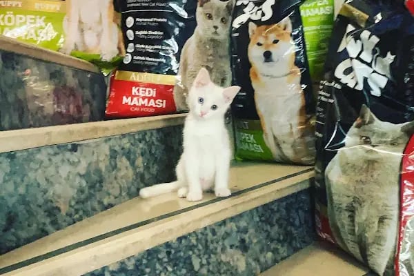 Van Amazon Petshop, Van Petshop - Resim 9