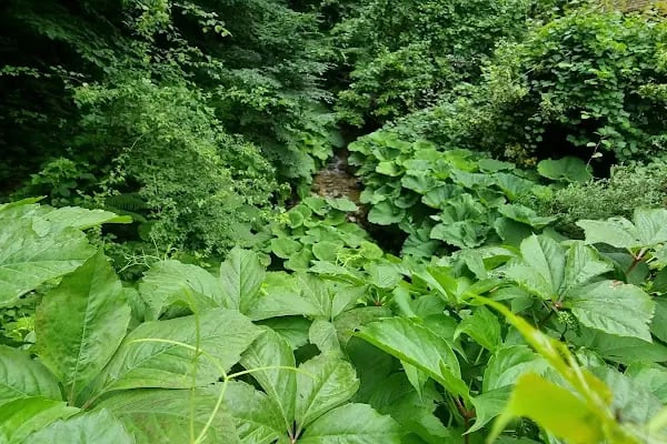Nüzhetiye Şelalesi Trekking Parkuru - Resim 11