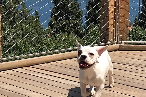 İLKİM PETSHOP - Resim 20