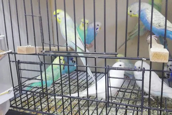 İLKİM PETSHOP - Resim 5