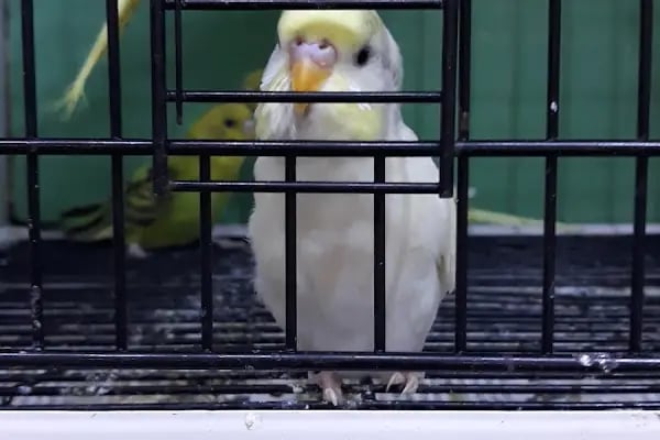 İLKİM PETSHOP - Resim 8