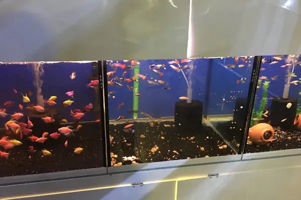 Mutlu akvaryum petshop - Resim 4