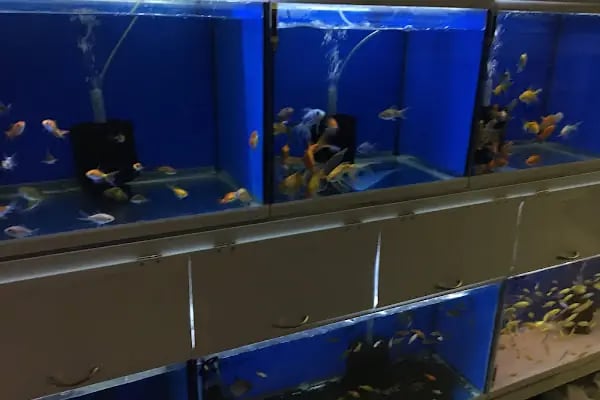 Mutlu akvaryum petshop - Resim 5