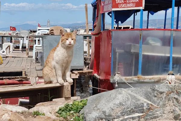 İzmir Marina - Resim 5