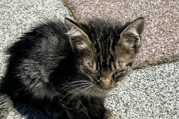 Petvital Veteriner Kliniği - Resim 11