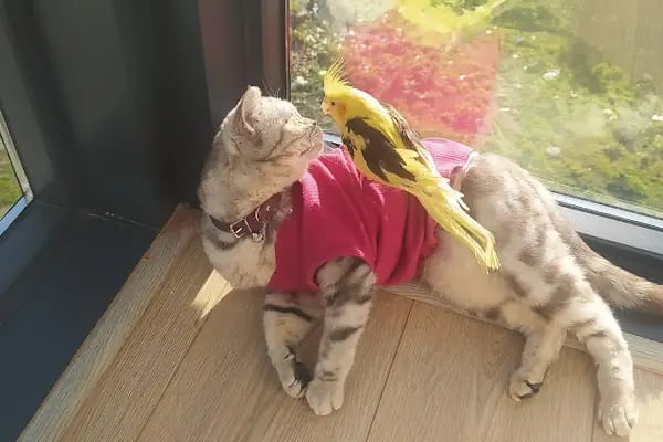 Petvital Veteriner Kliniği - Resim 13