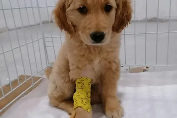 Petvital Veteriner Kliniği - Resim 9