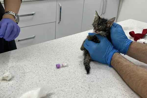 Petvital Veteriner Kliniği - Resim 14