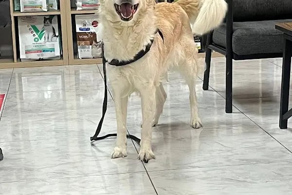 Petvital Veteriner Kliniği - Resim 3
