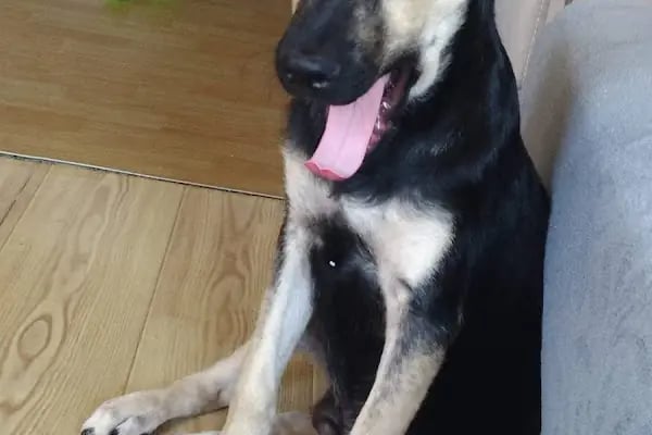 Petvital Veteriner Kliniği - Resim 17
