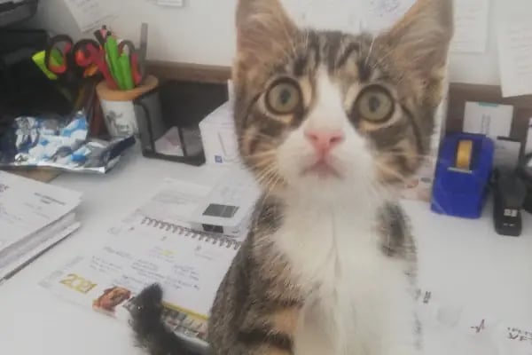 Petvital Veteriner Kliniği - Resim 8