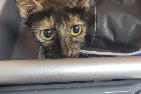 Petvital Veteriner Kliniği - Resim 7