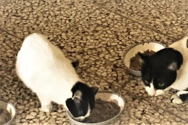 BERGAMA PETSHOP - Resim 9