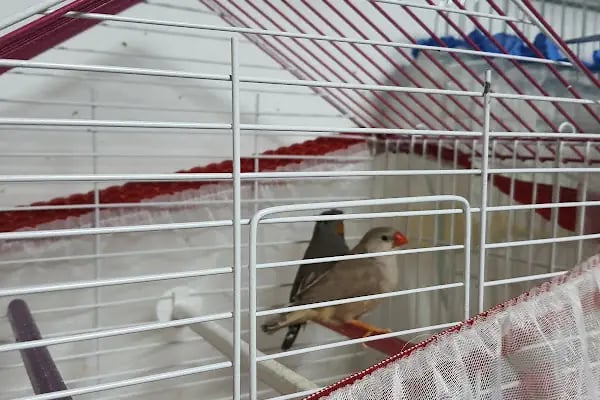 BERGAMA PETSHOP - Resim 8