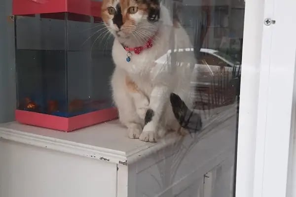Pati@Dostu Petshop - Resim 5
