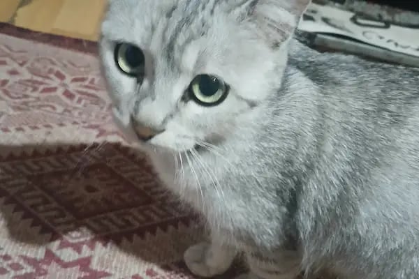 EGE Veteriner Kliniği | BERGAMA - Resim 18