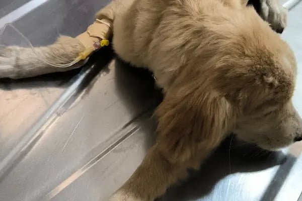 EGE Veteriner Kliniği | BERGAMA - Resim 15