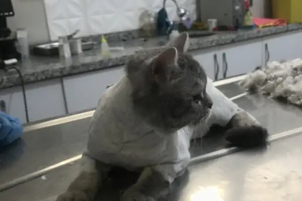EGE Veteriner Kliniği | BERGAMA - Resim 16