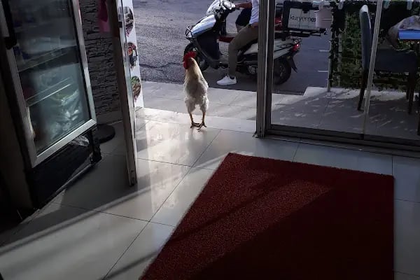 Aşkın Fotoğrafçilik - Resim 6