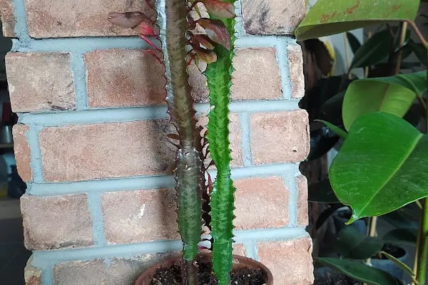 Bergama Çiçek Net - Kapıya Teslim Bergama Çiçekçilik - Resim 2