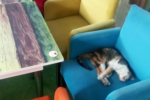 Örgü Cafe BERGAMA - Resim 5