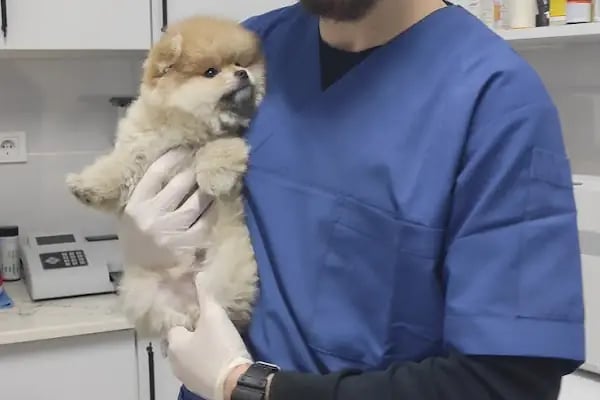 Leon Veteriner Kliniği - Resim 19