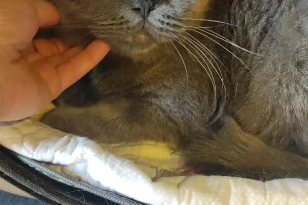 Leon Veteriner Kliniği - Resim 15