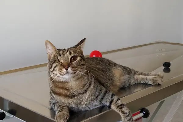 Animazone Veteriner Kliniği - Resim 2