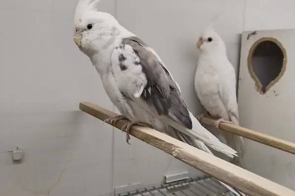 Yıldız Petshop - Resim 6