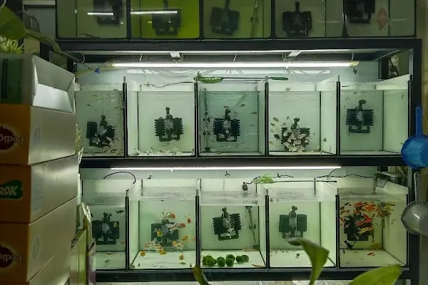 Yıldız Petshop - Resim 4