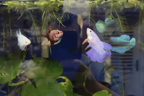 Yıldız Petshop - Resim 16