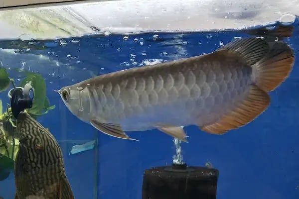 Yıldız Petshop - Resim 12