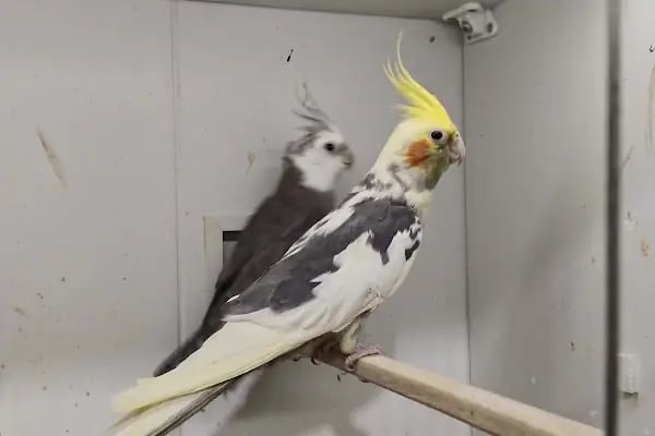 Yıldız Petshop - Resim 9