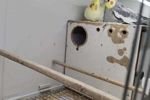 Yıldız Petshop - Resim 3
