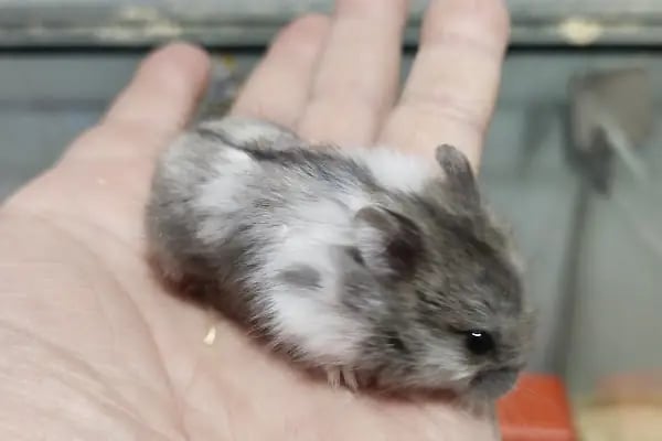 Yıldız Petshop - Resim 10